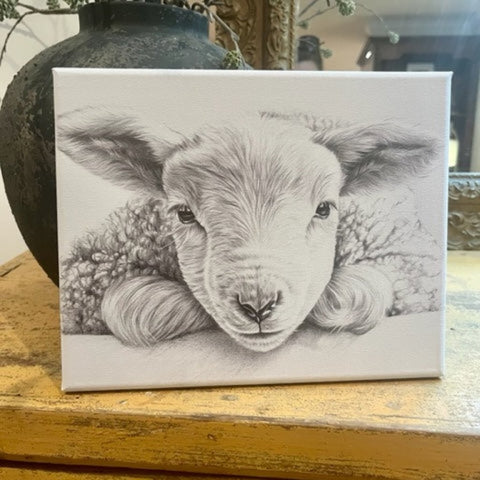 Baby Lamb sketch canvas art print