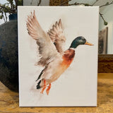 Mallard canvas art print