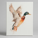 Mallard canvas art print