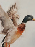 Mallard canvas art print