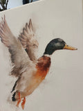 Mallard canvas art print