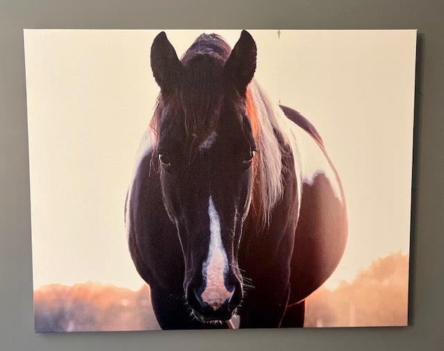 Horse canvas art print