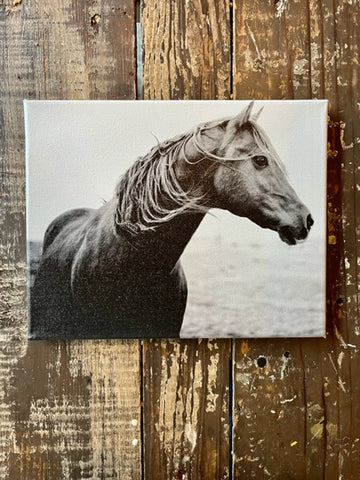 Black and White Canvas art photography horse print