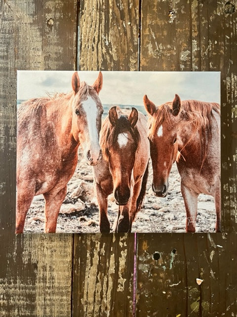 Horse photography canvas art print, farm animal home decor