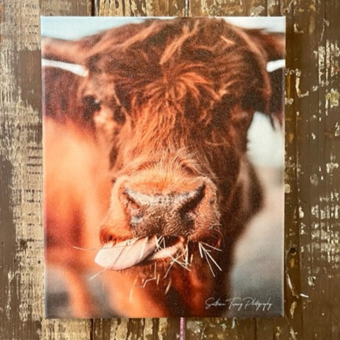 Cow photography canvas art print