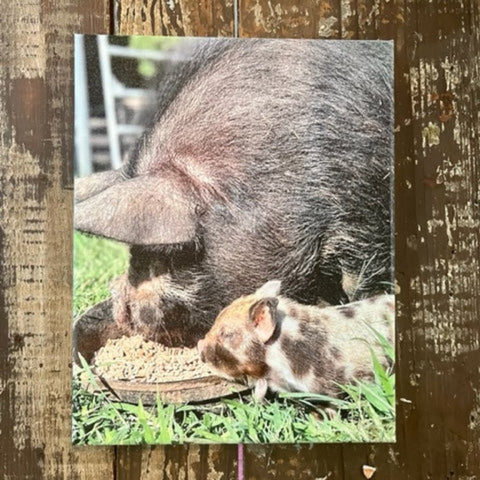 Baby pig and mom art canvas print