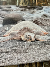 Load image into Gallery viewer, Photography print of sea turtle, Marine animal canvas art print, Black beach Hawaii
