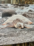 Photography print of sea turtle