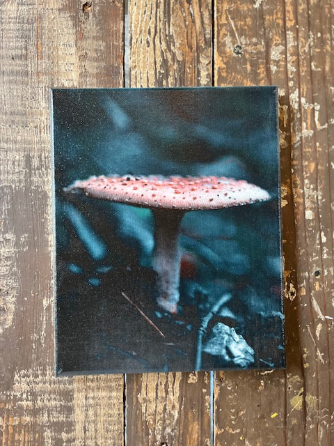 Botanical Mushroom photography canvas art print