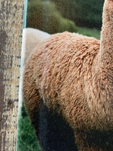 Load image into Gallery viewer, Alpaca photography canvas art print
