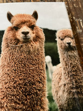 Load image into Gallery viewer, Alpaca photography canvas art print
