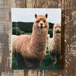 Alpaca photography canvas art print