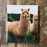 Alpaca photography canvas art print