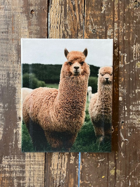Alpaca photography canvas art print