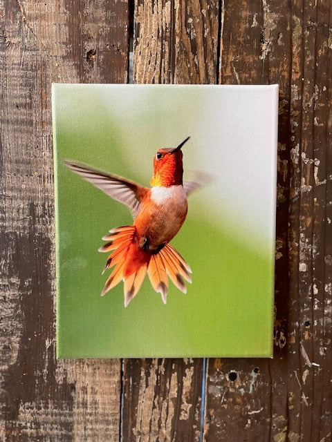 Hummingbird canvas art print, Nature home decor