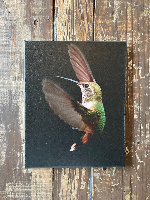 Hummingbird photography canvas art print,  Nature home decor