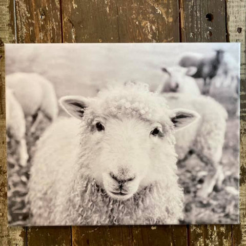 canvas print of black and white photograph of lamb looking at camera