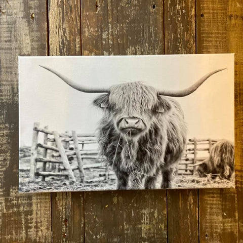 black and white photograph canvas of highland cow