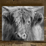 Black and White Highland Photography,  Cow Canvas art print