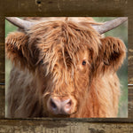 Highland cow animal photography canvas art print