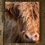 Highland Cow Photography Canvas Art Print