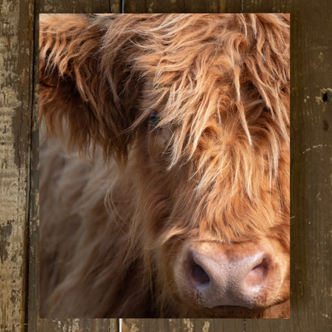 Highland Cow Photography Canvas Art Print