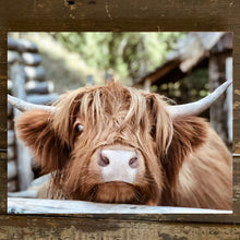 Load image into Gallery viewer, Highland Cow canvas art print,  Animal Photography home decor
