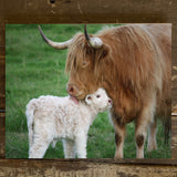 Highland cow and baby  canvas print