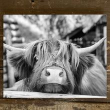 Load image into Gallery viewer, Black and White Highland cow farm animal canvas art wall decor
