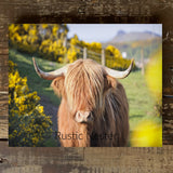 Highland Cow canvas art print