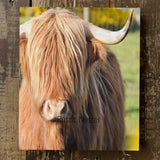 Rustic Highland Cow canvas art print