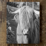 Highland Animal Photography Print