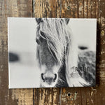 Horse canvas art print