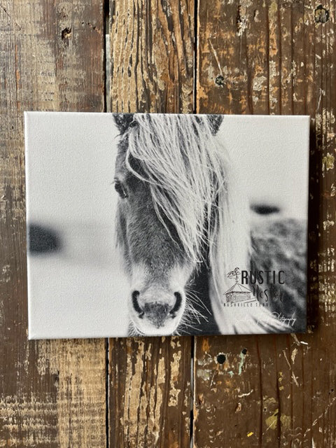 Black and White animal photography,  Horse canvas art print