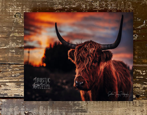 Highland Cow during sunset photography canvas art print