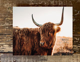 Highland Cow photography canvas art print