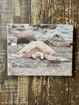 Photography print of sea turtle