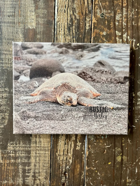 Photography print of sea turtle, Marine animal canvas art print, Black beach Hawaii